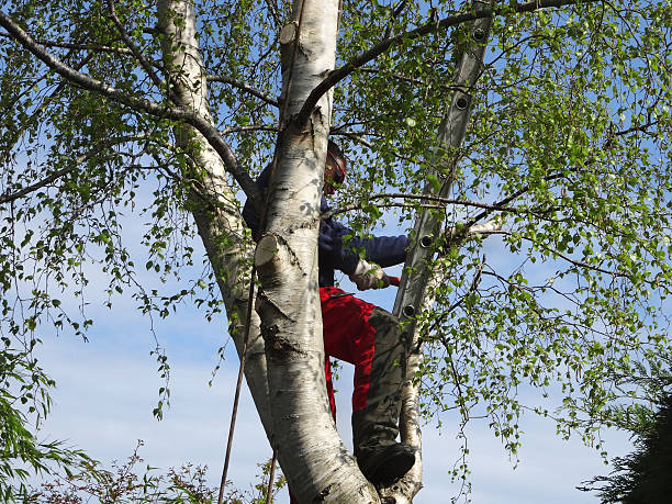 How Our Tree Care Process Works  in  Tyler Run, PA